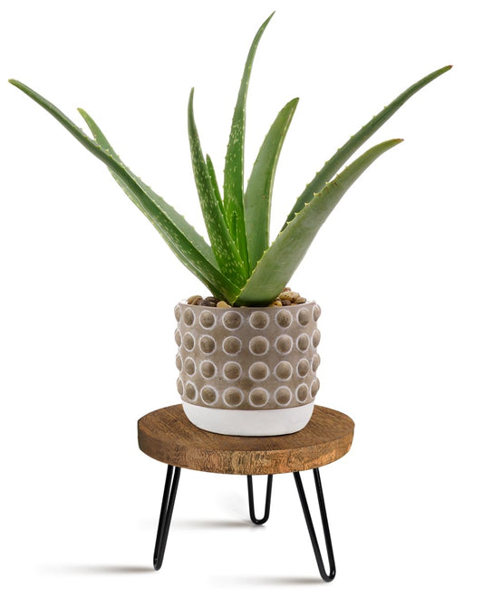 OBTAIN Plant Stand Indoor Outdoor, Wooden plant Stool, Mid Century Plant Stand for Indoor Plants, Wood Modern Plant Holder Rattan Flower, Low Short Boho Rustic Planter Stand Fit 5-15 Inch Pot(M)