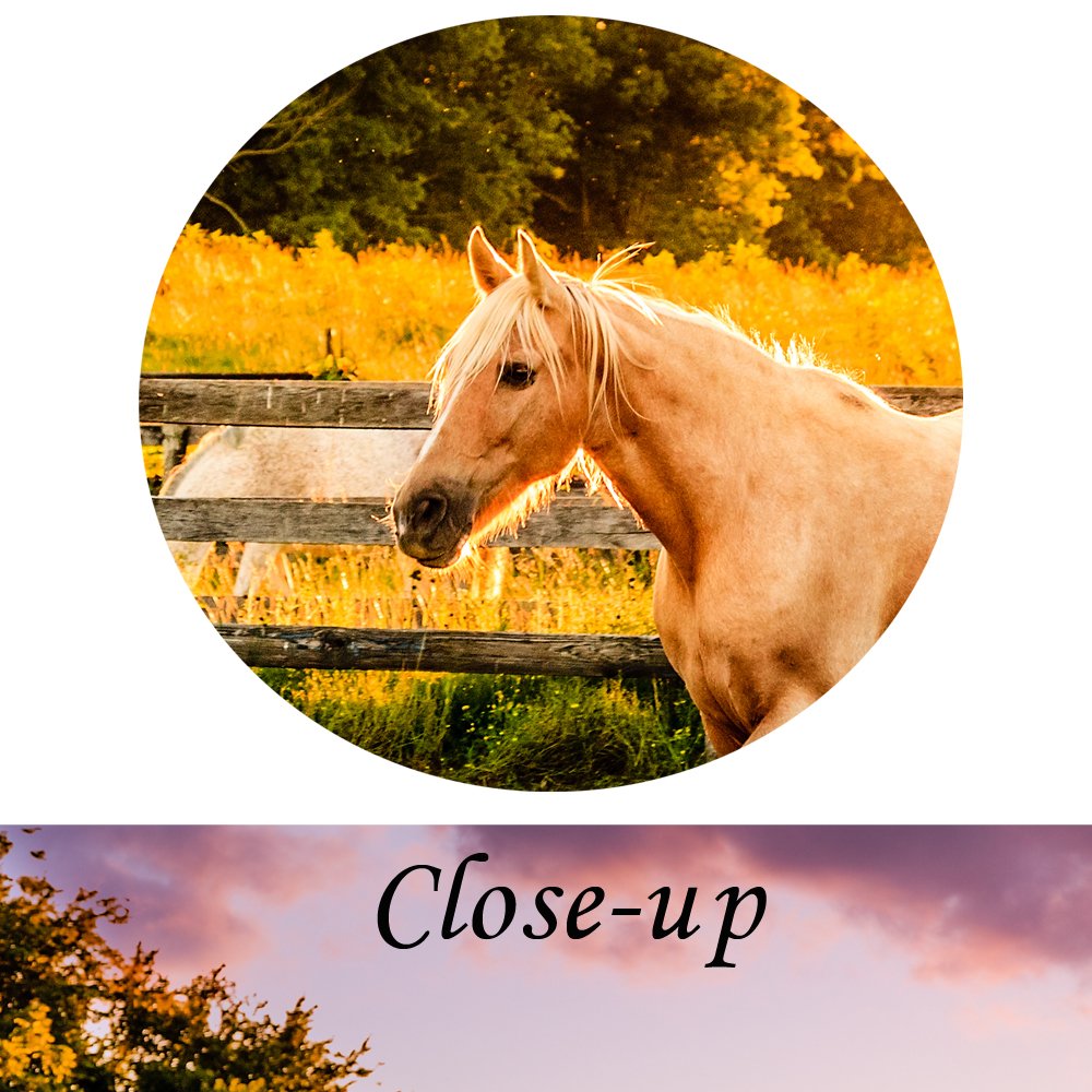 KREATIVE ARTS - Large Size Horse of a Farm Canvas Prints Wall Art Picture Modern Sunset Landscape Wild Animal High Definition Print Painting for Hotel Wall Decor Ready to Hang 20x36inch