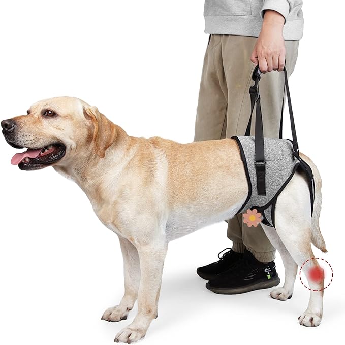 ROZKITCH Dog Lift Harness, Pet Rear Support Aid Veterinarian Approved Sling for Old K9 Help with Poor Stability, Back Leg Hip Disabled Joint Injury Elderly Arthritis ACL Rehabilitation Rehab Grey M