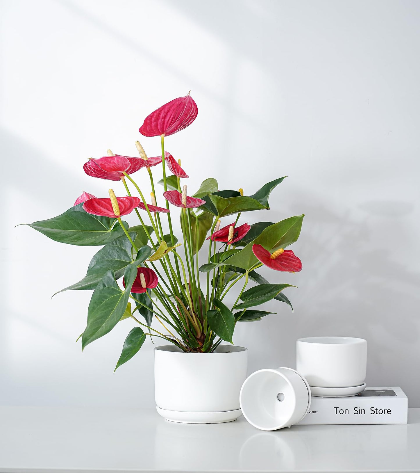 Ton Sin Ceramic Pots for Plants, 4.4+5.4+6.9 Inch Set of 3, Matte White Flower Pot & Plant Pot with Drainage Hole Saucer, Small Indoor Planters for Succulent Cactus, Home Decor Gift