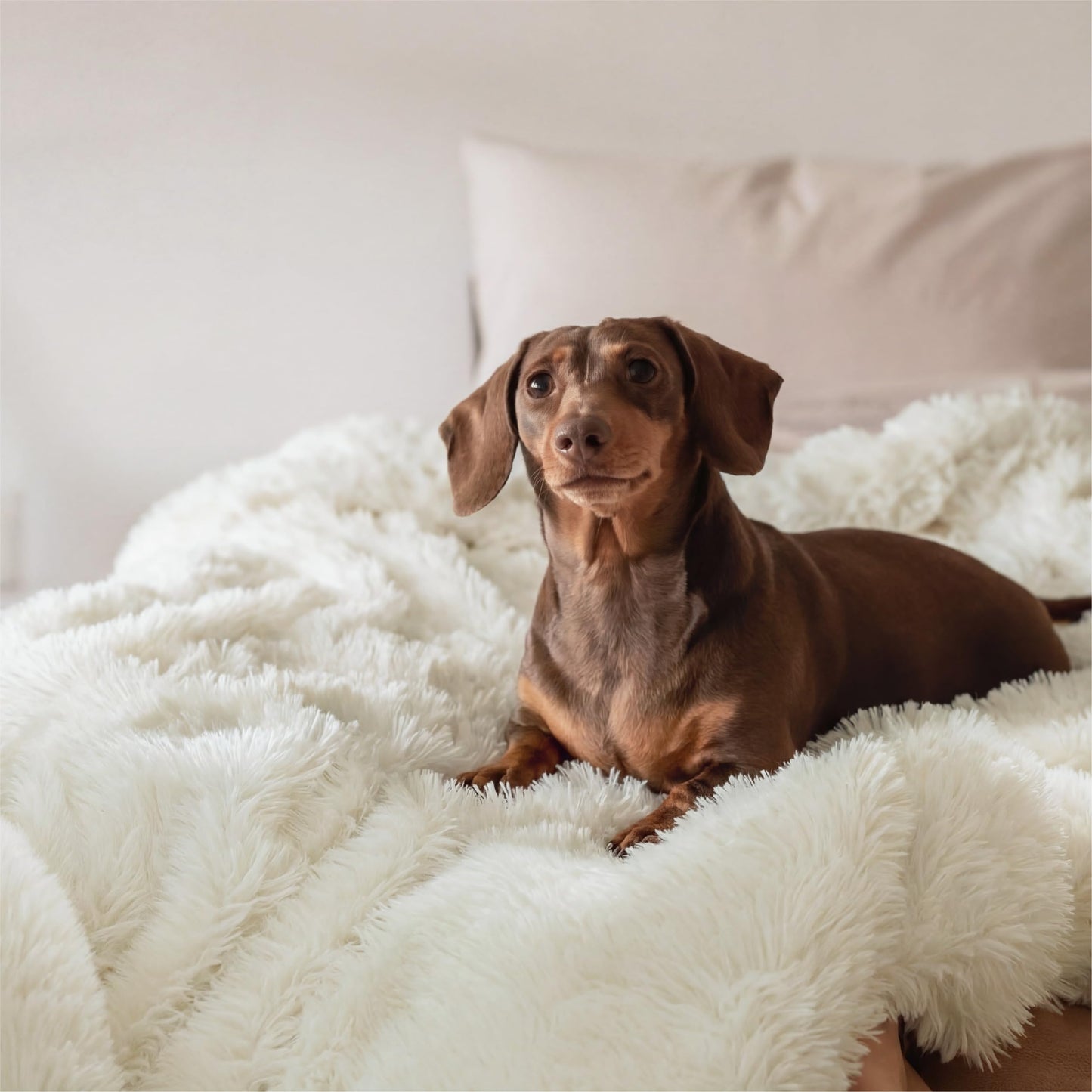 Bedsure GentleSoft Luxury Faux Fur White Queen Blanket for Couch, Extra Soft Fuzzy Fluffy Shaggy Blanket Gifts for Women, Warm Cozy Plush Comfrt Fleece Throw for Room Decor, 90x90 Inches
