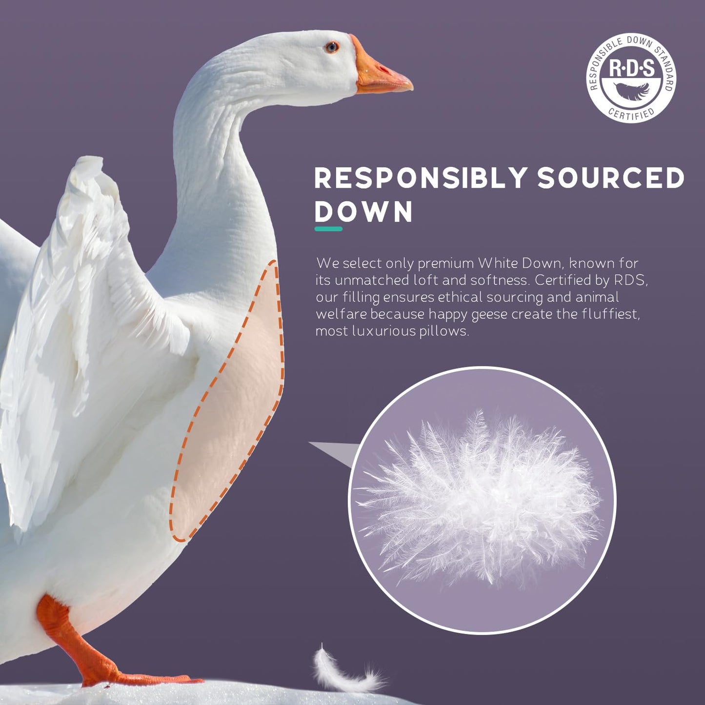 PlushHavenCloud White Goose Down Pillow Luxury Hotel Bed Pillow with 100% 800+ Fill Power, Goose Down Fiber Pillow for Sleeping, 700TC Cotton Shell, King Size - Firm/More Support, 1 Pack